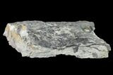 Fossil Lycopod Tree Root (Stigmaria) - Kentucky #143721-1